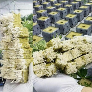 Cubos de Lana de Roca Hidropónica de 100*100*100mm, Buen Precio de Fábrica, Materiales Agrícolas para Cultivo de Plantas en Invernadero - Product Image 4