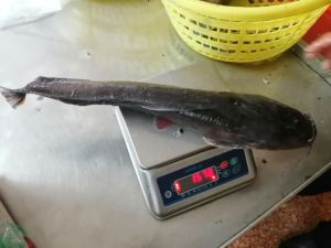 <span class=keywords><strong>Poisson</strong></span> congelé élevé en ferme, <span class=keywords><strong>poisson</strong></span>-chat - Product Image 6