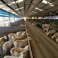 Structure en acier moderne pour abri d'élevage, ventilation sur mesure pour l'élevage de moutons/chèvres, abri agricole multi-échelles, projet global