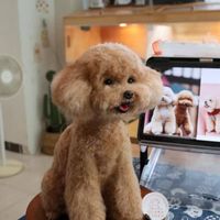 Figurine d'animal de compagnie en peluche super douce personnalisée, photo, sculpture réaliste de chien ou de chat faite à la main, décoration de maison personnalisée, souvenir, cadeau