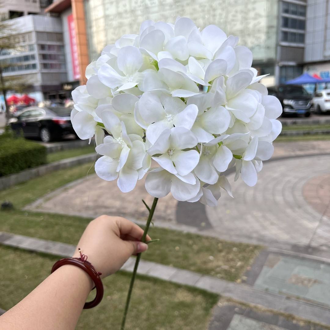 Large single-headed american hydrangea white