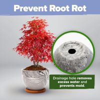 Kit de Bonsaï 4 Variétés Très Demandé avec Kit de Démarrage en Pulpe de Papier Premium – Décoration Écologique pour la Maison, Cadeau Idéal pour les Jardiniers