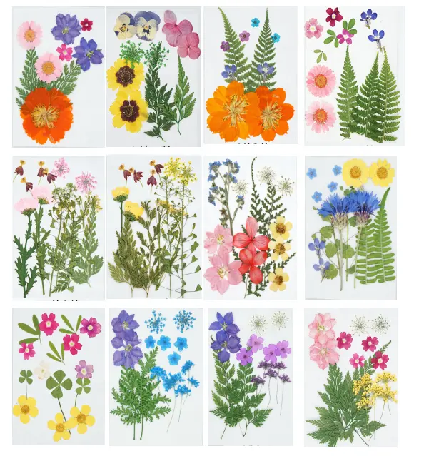 진짜 말린 눌러진 꽃 모듬 다채로운 데이지 잎 수국 예술 공예 DIY