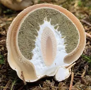 Gedroogde Fallus Impudicus Eieren/Gedroogde Stinkhorn Eieren