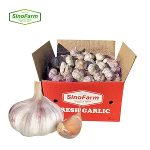 2023 new season SINOFARM brand China fresh garlic packing in garlic box or bag ajo alho garlico price for imported garlic buyer