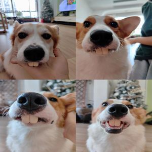 Divertido perro dientes vampiro conejo dientes Navidad perro silicona dientes falsos tirantes juguete para Halloween fiesta favores <span class=keywords><strong>fotos</strong></span> Props - Product Image 4