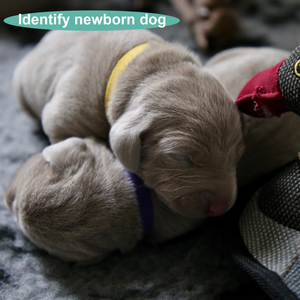 Colliers pour chiots et animaux de compagnie avec sangles réglables de couleurs variées et étiquettes d'identification en gros - Product Image 5