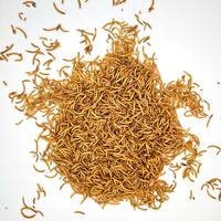 Farine de vers de farine micro-séchés 100% naturelle, 54% de protéines, farine de vers de farine séchés de qualité supérieure