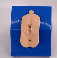 Modelo de catéter masculino de vendaje avanzado modelo de práctica de cateterismo uretral femenino con Base para entrenamiento de atención médica