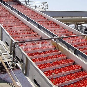 ماكينة معالجة الخضروات وغسيل الطماطم ، خط معالجة نخيل التمر الطماطم - Product Image 1