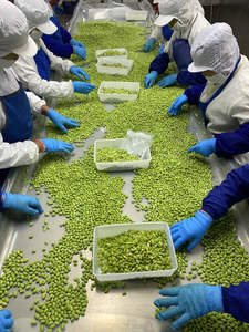 Vendita calda verdure surgelate piselli verdi prezzo IQF piselli surgelati - Product Image 2