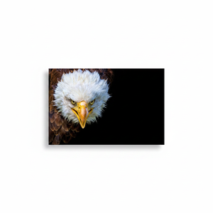 Majestic Eagle Flight Canvas Print: Elegant Loft Wall Decor,<b>WRAPPED</b> CANVAS - Product Image 2