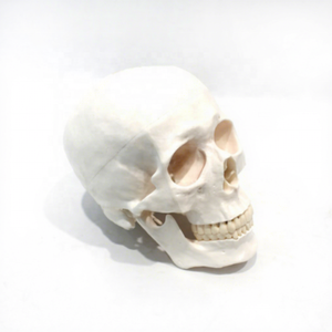 颅骨缝合模型（带编号）PVC材质VIC-SCIENCE品牌 - Product Image 2
