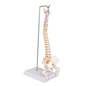 Anatomie — colonne vertébrale naturelle, modèle <span class=keywords><strong>C</strong></span>, 45cm - Product Image 6