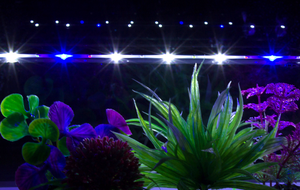 Lampe LED submersible pour aquarium à <span class=keywords><strong>prix</strong></span> avantageux, éclairage paysager, lampe étanche T4LED pour aquarium, lampe spéciale pour poissons Arowana - Product Image 5