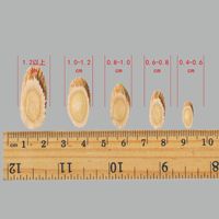Keluaran baru kering iris akar Astragalus Qi akar makanan kelas kering teh Herbal ekstrak teh sehat