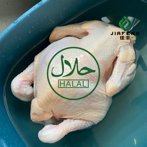 Poulet entier surgelé en gros |   Approuvé <span class=keywords><strong>Halal</strong></span> pour la transformation alimentaire et la vente au détail - Product Image 4
