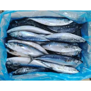 चीन शांत मैकेरल मछली समुद्री जमे हुए प्रशांत मैकेरल लैंडफ्रोजन प्रशांत मैकेरल का निर्यात करता है