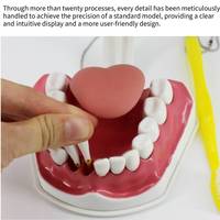 Grands modèles anatomiques dentaires 6x, modèle de dents pour l'hygiène buccale, pour l'enseignement dentaire, en PVC