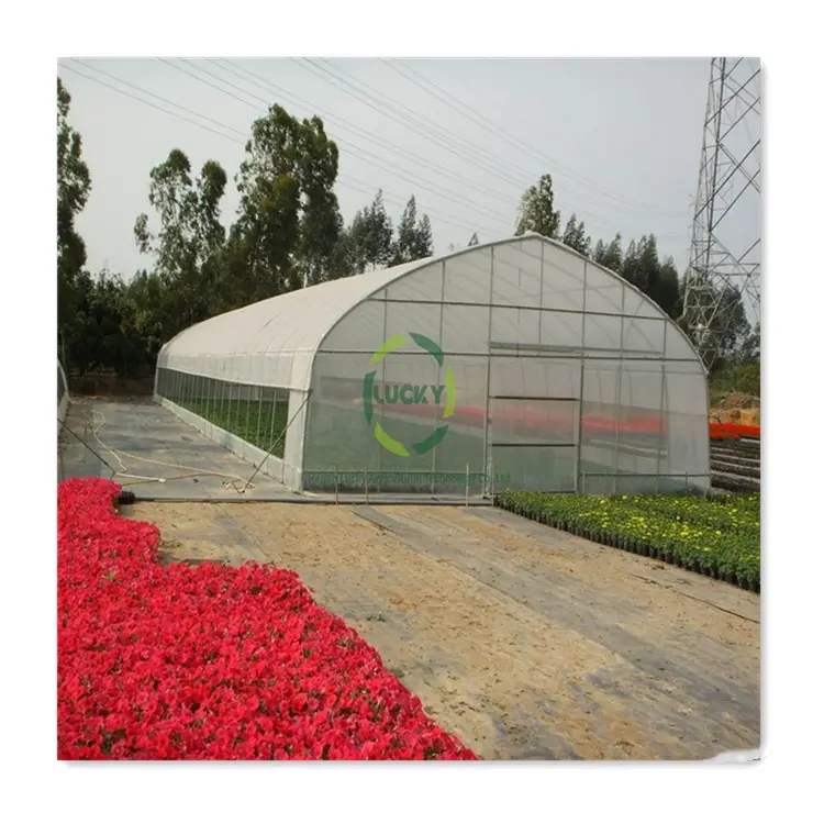 Stokta tarım domates Hydroponics invernadero yeşil ev sera satılık