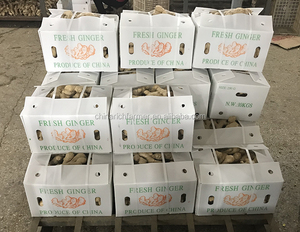 Nova Colheita Fresca Gengibre China Fornecedor Pacote Personalizado Alta Qualidade - Product Image 6