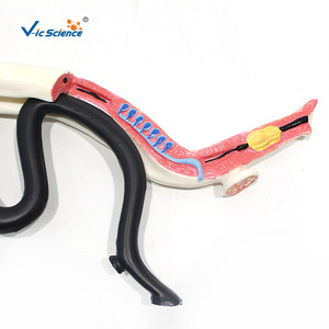 Modelo de Schistosoma Vic 14228, macho y hembra en posición de abrazo, desmontable para disección, modelo didáctico de parásito biológico. - Product Image 1