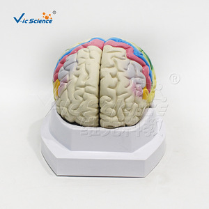 Modèle de partition fonctionnelle du cortex cérébral humain, fabriqué en PVC écologique, avec détails anatomiques précis, pour - Product Image 2