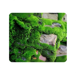 Poudre de spores de mousse artificielle pour la végétation des zones humides en pot, bricolage, micro-paysages et plantes bonsaï - Product Image 2