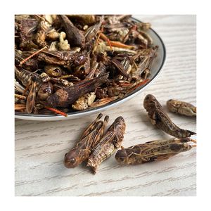 סין ספק אורגני תולעת באג מזון חלבון גבוהה אכיל חרקים מיובש חגב - Product Image 4