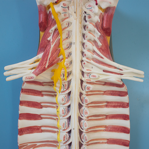 Intraspinal tủy sống và thần kinh cột sống Mô hình hệ thống thần kinh giải phẫu khoa học y tế giảng dạy AIDS - Product Image 6