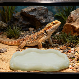 Kertenkele chamemunlar yılanlar için plastik sürüngen su kasesi Geckos boynuzlu kurbağalar kaplumbağalar kaya peyzaj besleme kasesi - Product Image 4