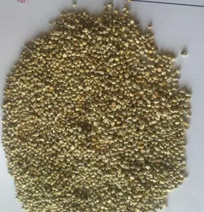 Millet vert de haute qualité pour l'alimentation du bétail, 100% naturel, grains entiers pour la cuisson, la pâtisserie, le stockage à sec, Agistin Biotech Private Limited - Product Image 3