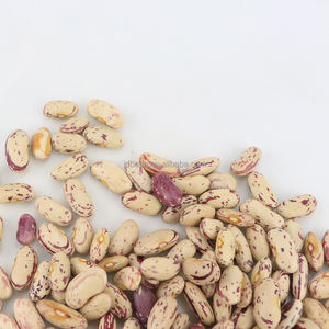 Frijoles Pintos Frijoles de riñón moteados ligeros secos orgánicos Frijoles de azúcar - Product Image 6