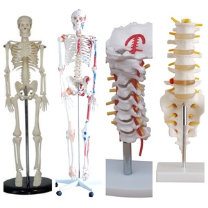 Pelvi femminile con genitali, vasi sanguigni e nervi - Product Image 2