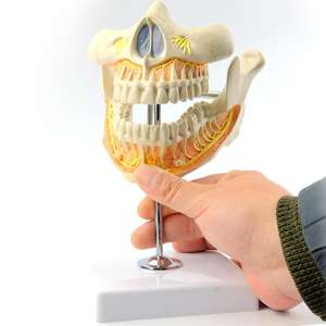 Modèle d'enseignement éducatif Modèle de <span class=keywords><strong>dentition</strong></span> permanente <span class=keywords><strong>adulte</strong></span> pour l'enseignement dentaire - Product Image 4