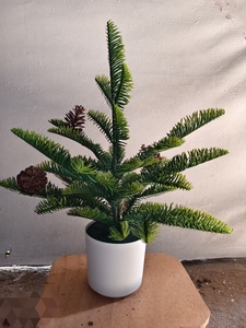 Planta Artificial <span class=keywords><strong>de</strong></span> <span class=keywords><strong>Cedro</strong></span> en Maceta, Bonsái Realista <span class=keywords><strong>de</strong></span> Hoja Perenne para Decoración <span class=keywords><strong>de</strong></span> Interiores <span class=keywords><strong>de</strong></span> Hogar u Oficina - Product Image 4