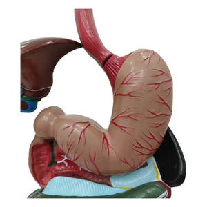 Suministros médicos avanzados Estructura de órganos humanos 3 partes PVC Color Estómago Sistema digestivo Modelo anatómico para entrenamiento de enfermería - Product Image 3
