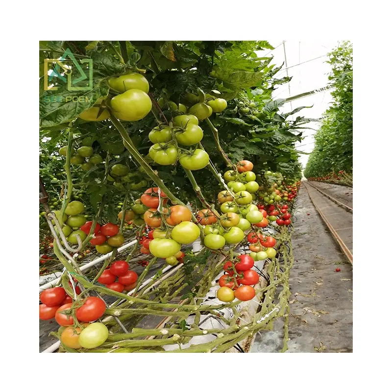 Tomato Cucumber Vegetables Flower Planting Indoor Agricultural Greenhouse Tunnel Plastic Film Serre Agricole
