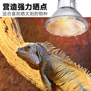Lampe chauffante UVA pour reptiles, ampoule P20, verre rond, halogène dimmable, lampe de supplément de calcium pour reptiles et lézards - Product Image 5