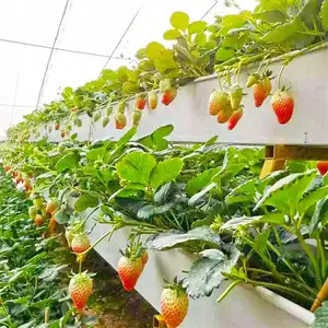 Systèmes hydroponiques nft verticaux Offre Spéciale, système hydroponique de fraises à vendre