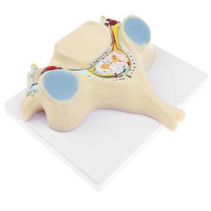 GelsonLab HSBM-136 Model saraf tulang belakang Vertebra serviks manusia - Product Image 2