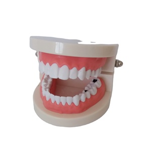 Vente directe d'usine : Modèle dentaire pathologique, <span class=keywords><strong>dents</strong></span> d'adulte pour l'enseignement médical - Product Image 1