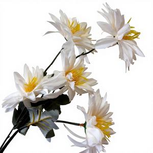 Rose de <span class=keywords><strong>bleuet</strong></span> - Product Image 5