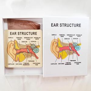 Rompecabezas de Madera de la Anatomía del Oído Humano, Tablero de Aprendizaje <span class=keywords><strong>Cognitivo</strong></span> para Educación Temprana, Herramienta de Enseñanza de Biología - Product Image 5