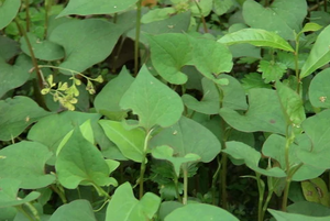 <span class=keywords><strong>Heartleaf</strong></span> <span class=keywords><strong>Houttuynia</strong></span> जड़ी बूटी निकालने शुद्ध <span class=keywords><strong>Houttuynia</strong></span> Cordata पत्ता पाउडर कैप्सूल के लिए - Product Image 4