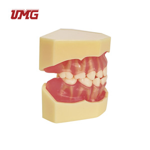 อุปกรณ์ช่วยสอนฟันปลอมแบบถอดได้สำหรับเด็ก รุ่น Um-7009 - Product Image 4