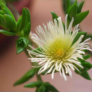 Натуральный скелетий тортуозум, ингредиент, 10:1 20:1, экстракт Канны, порошок - Product Image 2