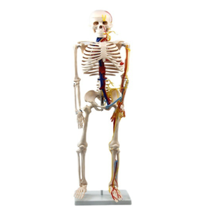 Mini squelette <span class=keywords><strong>3D</strong></span> corps <span class=keywords><strong>humain</strong></span> modèle de <span class=keywords><strong>crâne</strong></span> en résine humaine modèle anatomique de <span class=keywords><strong>crâne</strong></span> modèle de <span class=keywords><strong>crâne</strong></span> <span class=keywords><strong>humain</strong></span> - Product Image 2