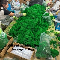 Mousse de renne naturelle stabilisée en gros pour aménagement paysager mural, micro-paysages, décoration DIY et matériaux floraux