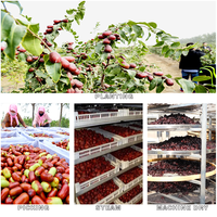 Groothandel Zwarte Jujube Health Food Premium Hendel Droog Fruit Suikervrije Ajwa Zwarte Dadels